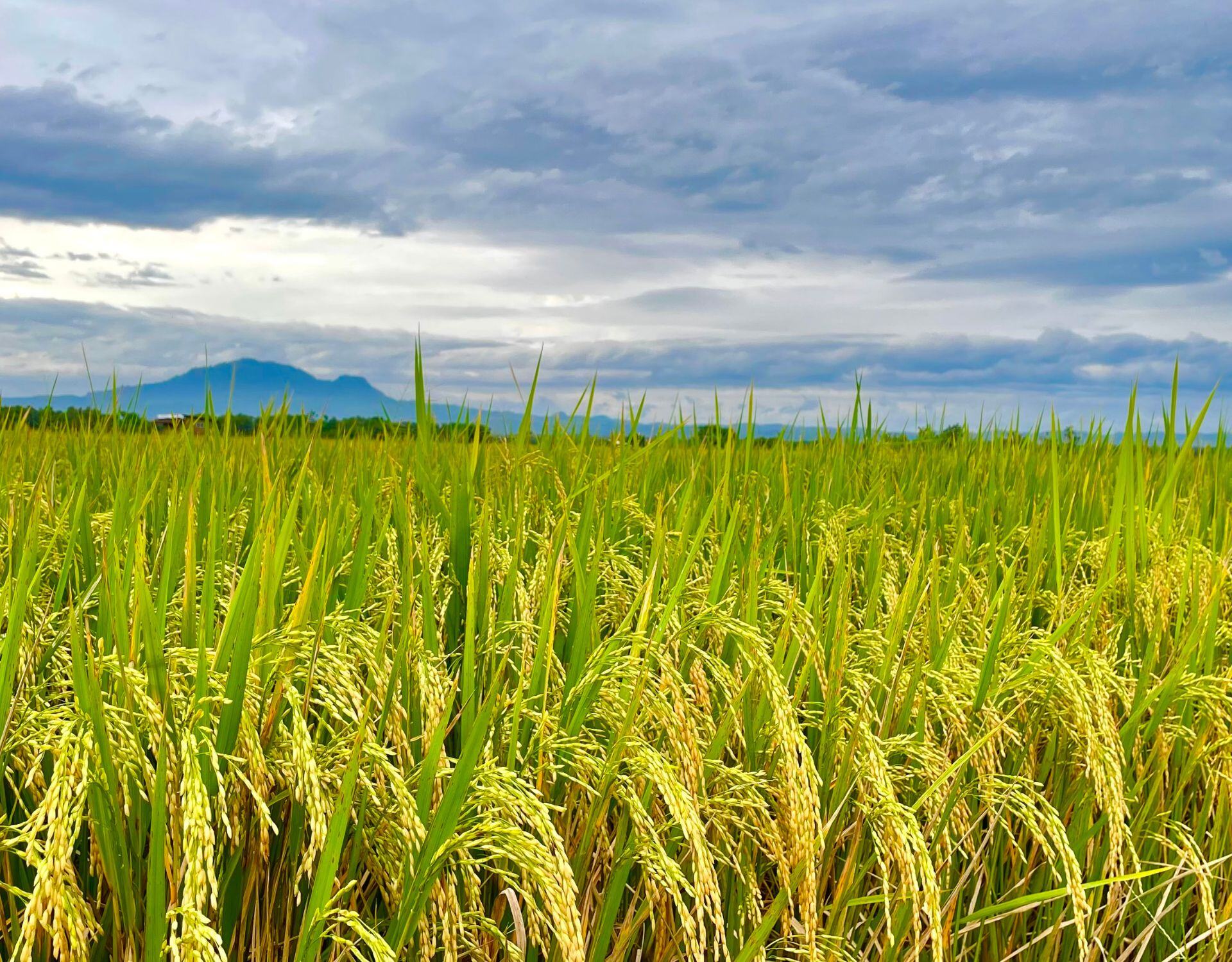 Navigating Supply Chain Resilience in Agriculture