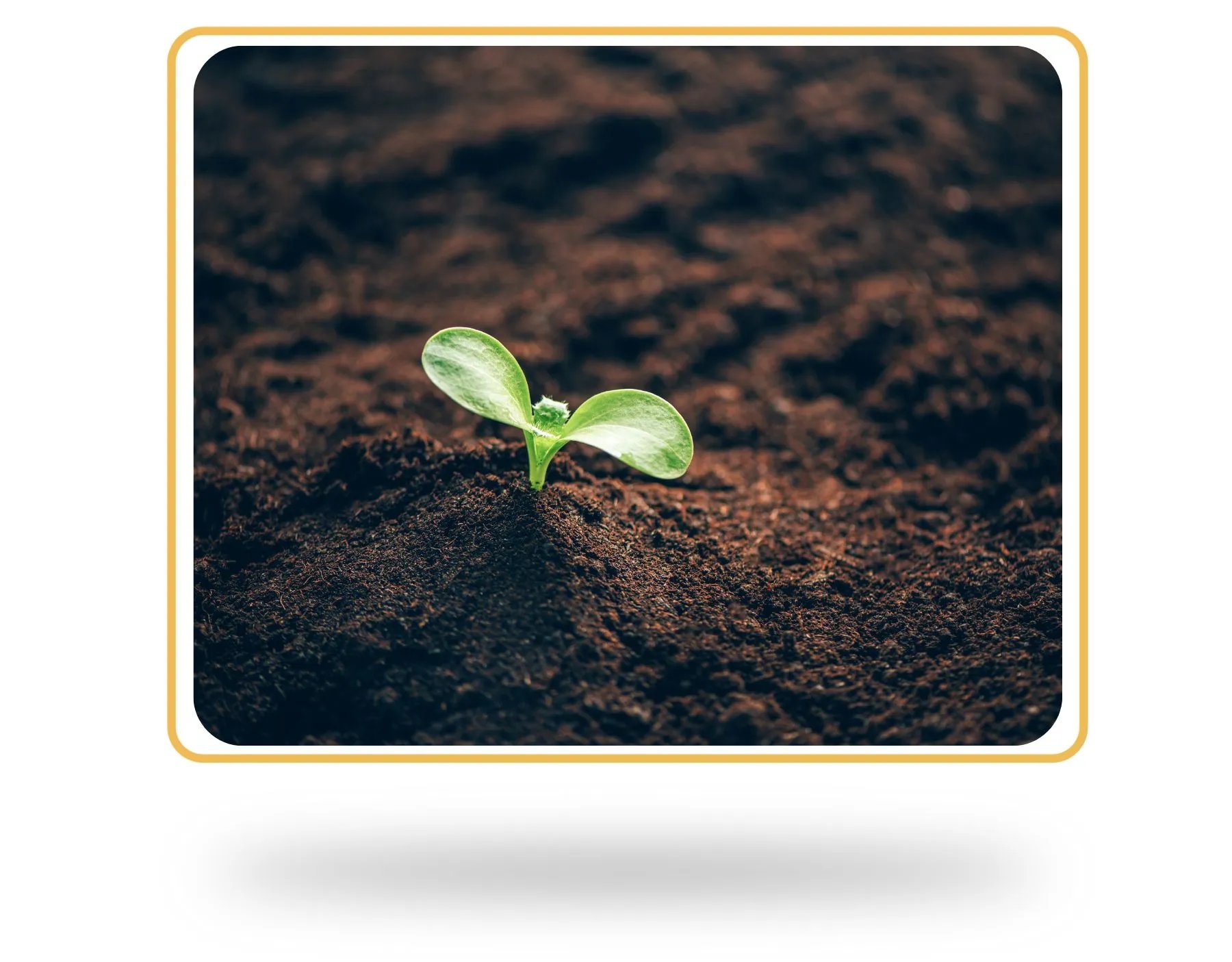 soil-_1_