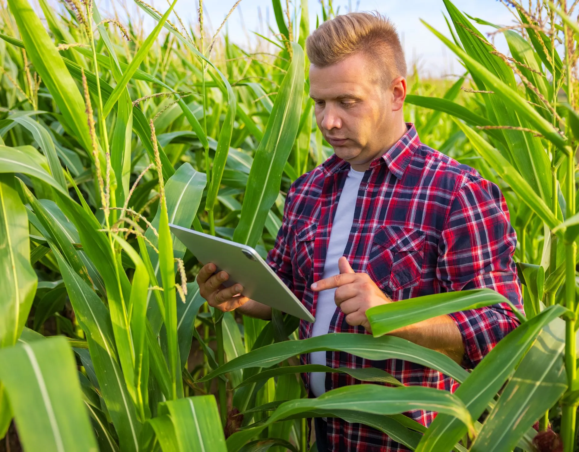 Top Corn Diseases
